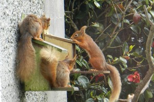 self catering southern Scotland