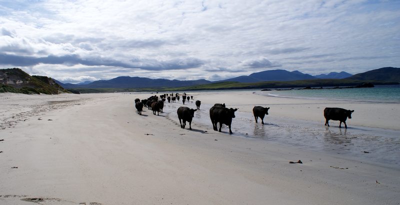 large seaside holiday house Scotland