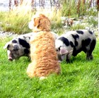 holidays in Scotland